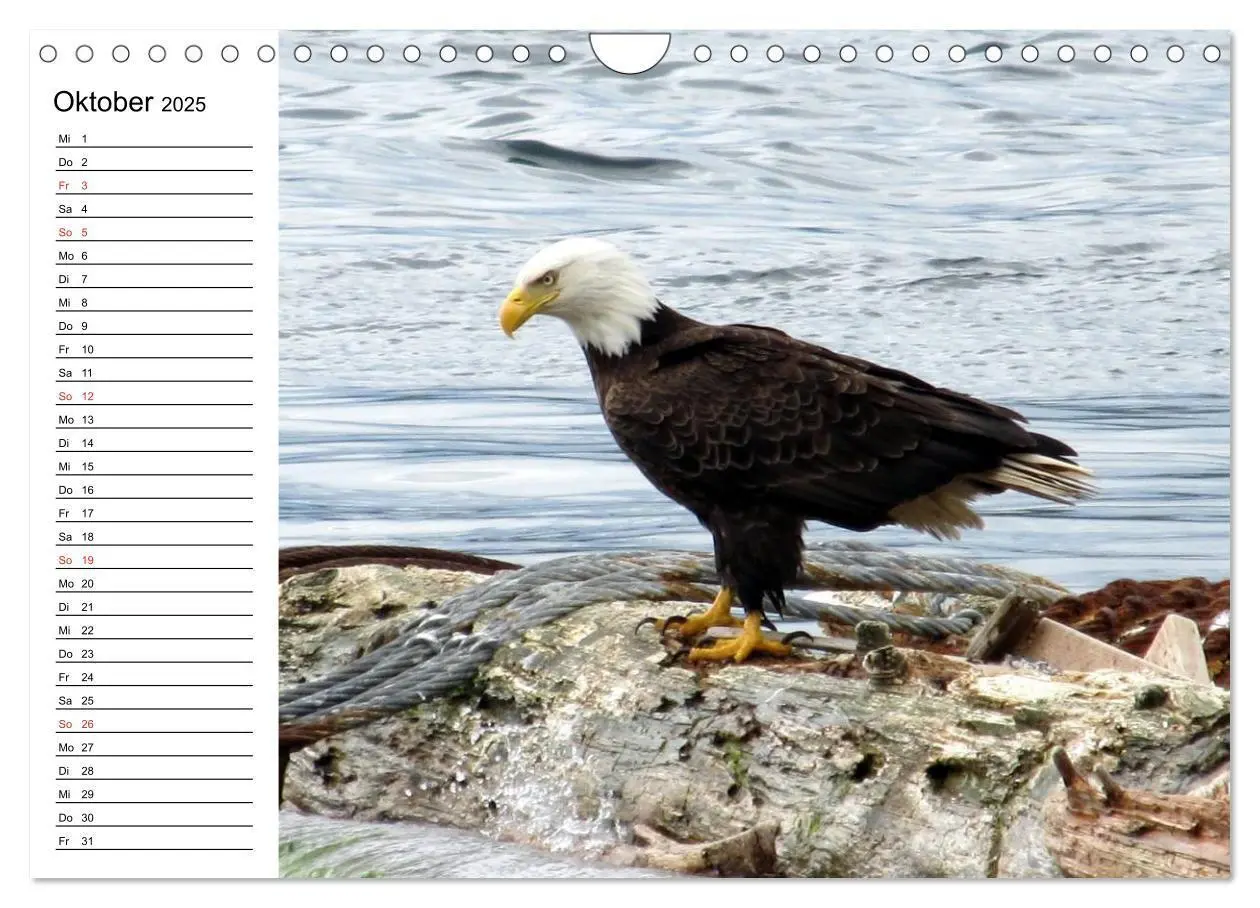 Bild: 9783435510337 | Weißkopfseeadler. Symbol der Freiheit (Wandkalender 2025 DIN A4...