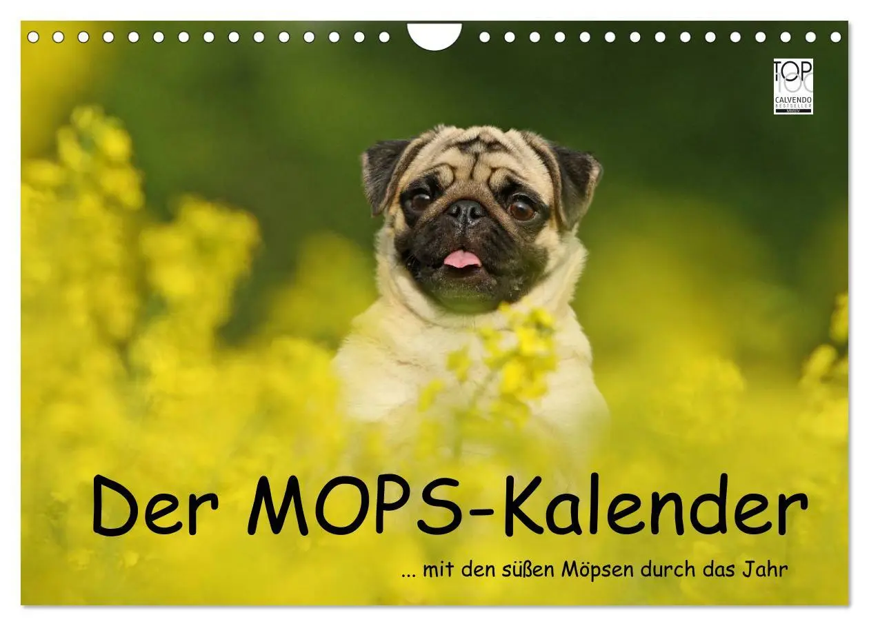 Cover: 9783516170337 | Der MOPS-Kalender (Wandkalender 2026 DIN A4 quer), CALVENDO...