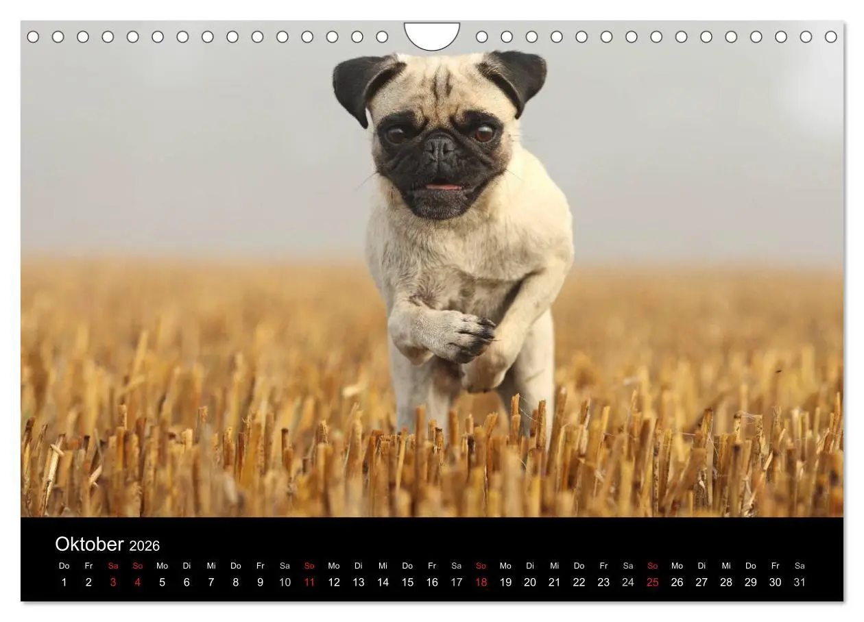 Bild: 9783516170337 | Der MOPS-Kalender (Wandkalender 2026 DIN A4 quer), CALVENDO...