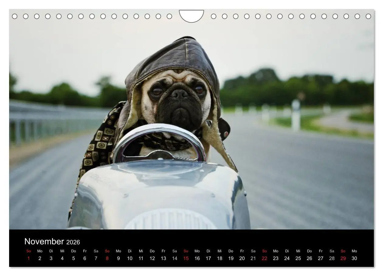 Bild: 9783516170337 | Der MOPS-Kalender (Wandkalender 2026 DIN A4 quer), CALVENDO...