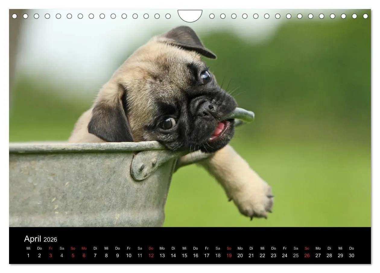 Bild: 9783516170337 | Der MOPS-Kalender (Wandkalender 2026 DIN A4 quer), CALVENDO...