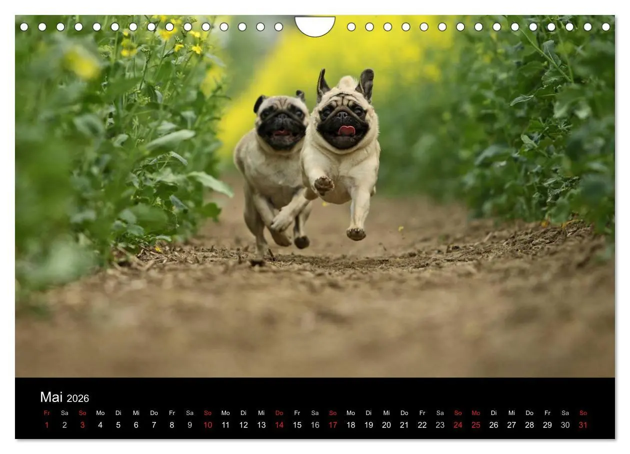 Bild: 9783516170337 | Der MOPS-Kalender (Wandkalender 2026 DIN A4 quer), CALVENDO...