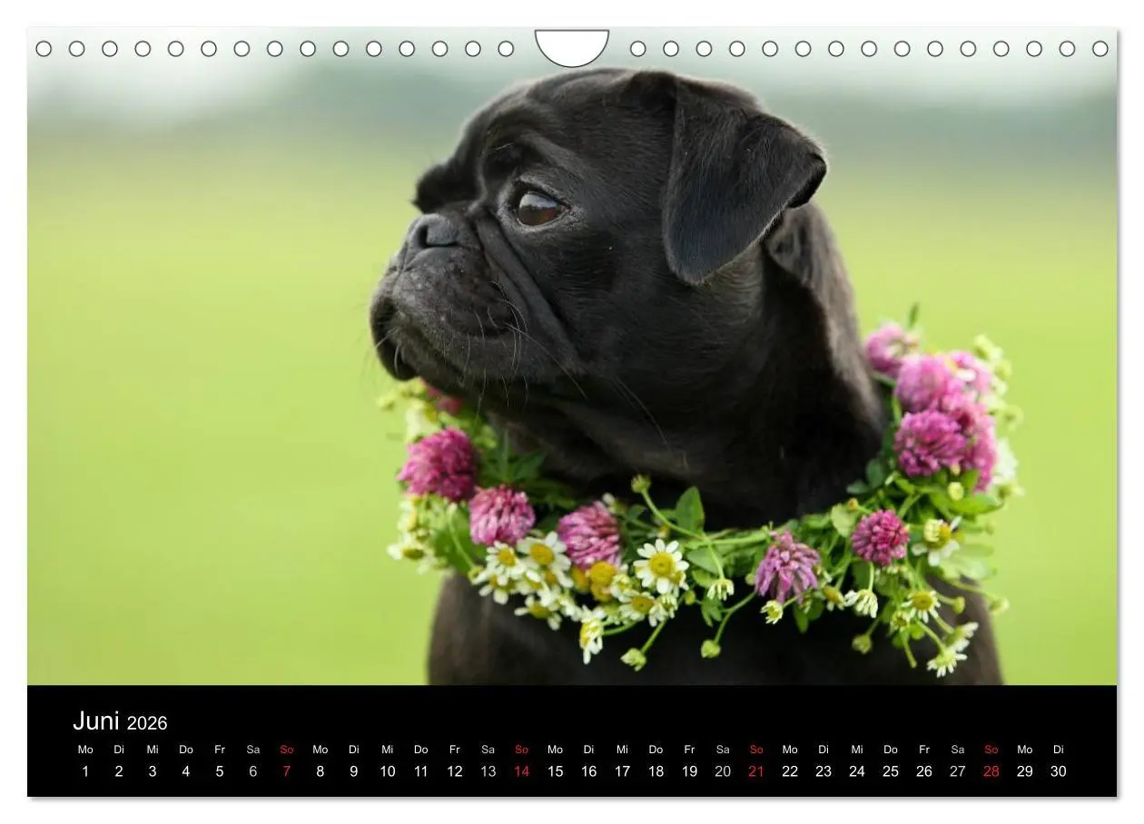 Bild: 9783516170337 | Der MOPS-Kalender (Wandkalender 2026 DIN A4 quer), CALVENDO...