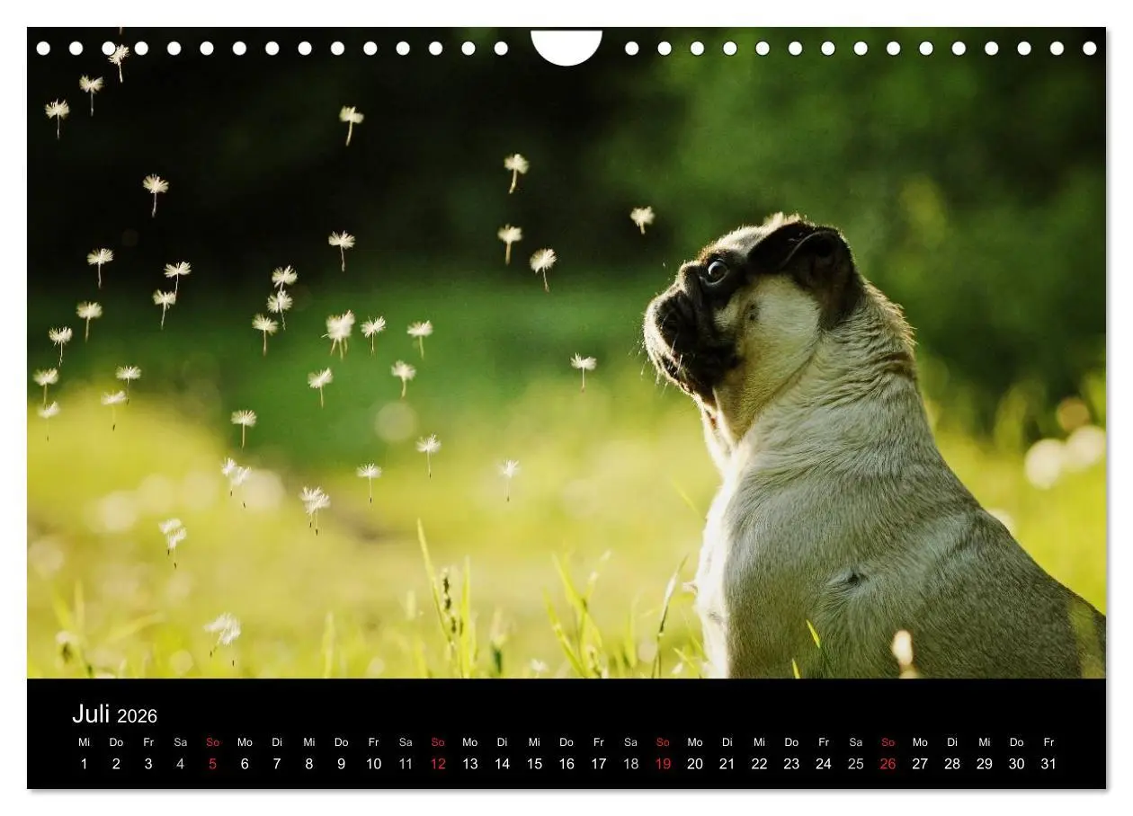 Bild: 9783516170337 | Der MOPS-Kalender (Wandkalender 2026 DIN A4 quer), CALVENDO...
