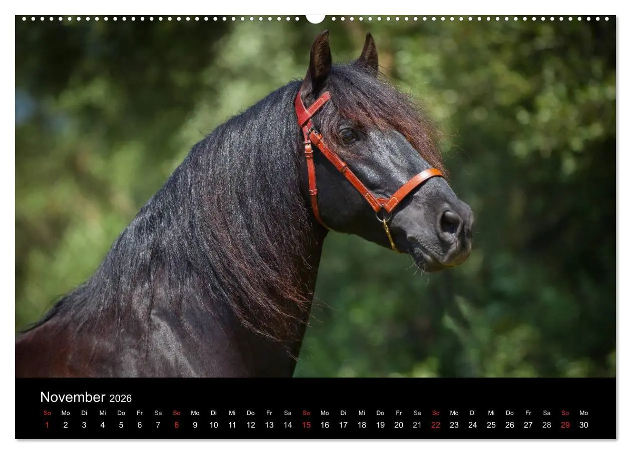Bild: 9783516080537 | Spaniens stolze Pferde (hochwertiger Premium Wandkalender 2026 DIN...