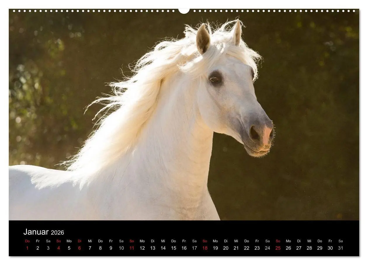 Bild: 9783516080537 | Spaniens stolze Pferde (hochwertiger Premium Wandkalender 2026 DIN...