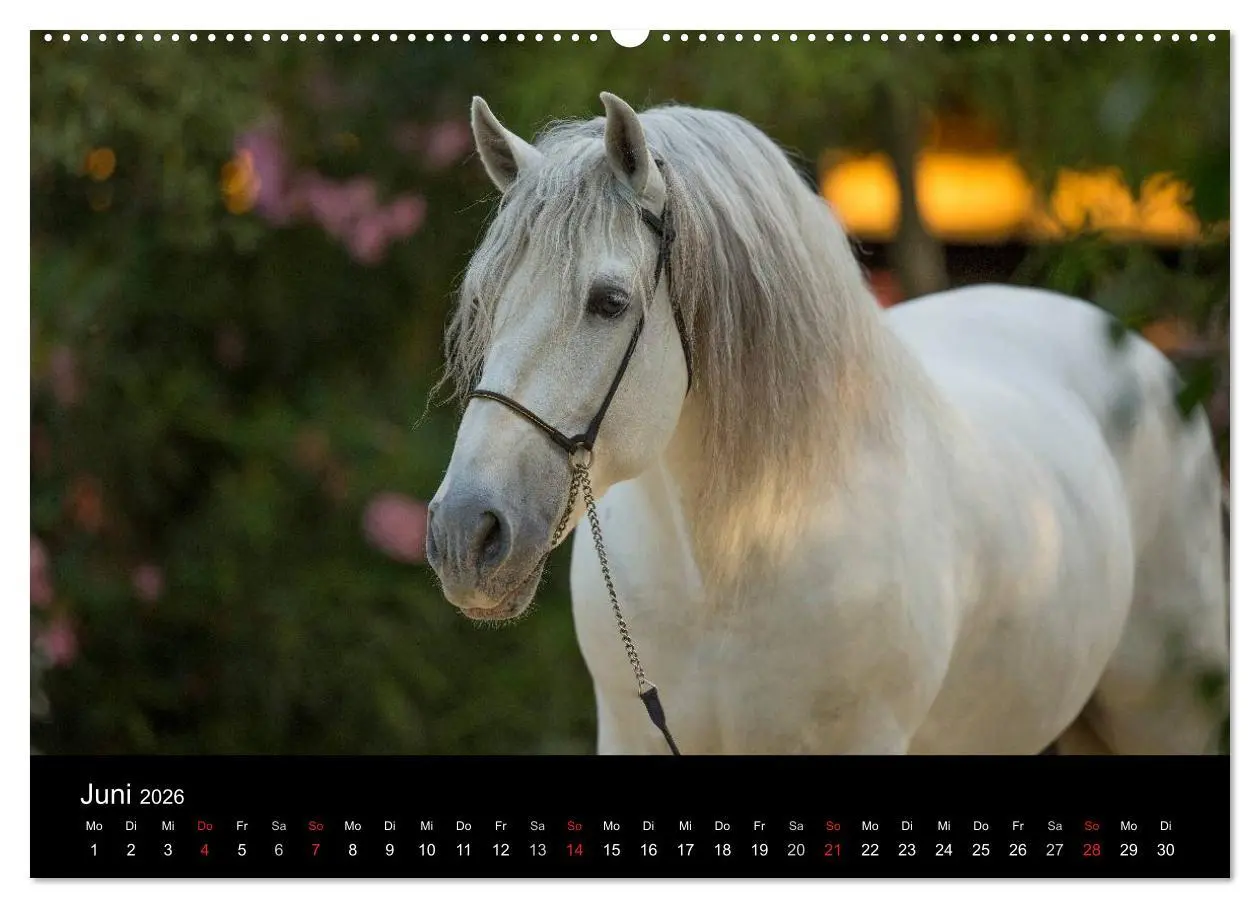 Bild: 9783516080537 | Spaniens stolze Pferde (hochwertiger Premium Wandkalender 2026 DIN...