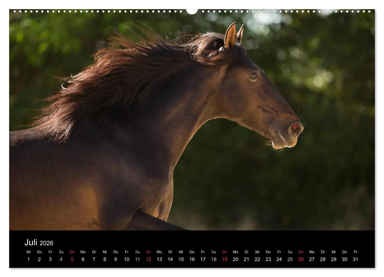 Bild: 9783516080537 | Spaniens stolze Pferde (hochwertiger Premium Wandkalender 2026 DIN...