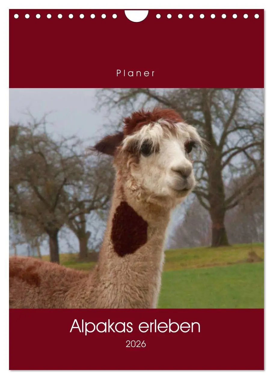 Cover: 9783516390537 | Alpakas erleben (Wandkalender 2026 DIN A4 hoch), CALVENDO...