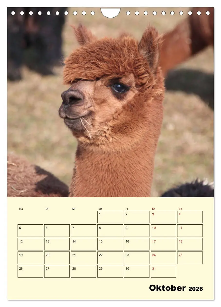 Bild: 9783516390537 | Alpakas erleben (Wandkalender 2026 DIN A4 hoch), CALVENDO...