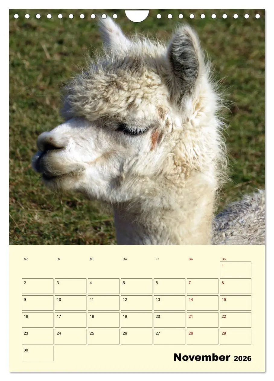 Bild: 9783516390537 | Alpakas erleben (Wandkalender 2026 DIN A4 hoch), CALVENDO...
