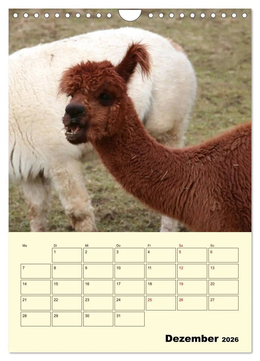 Bild: 9783516390537 | Alpakas erleben (Wandkalender 2026 DIN A4 hoch), CALVENDO...