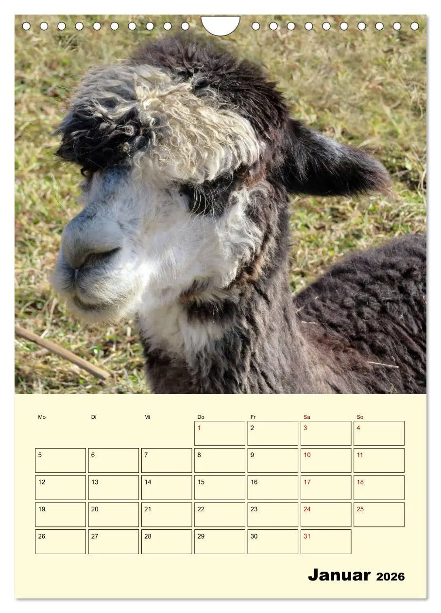 Bild: 9783516390537 | Alpakas erleben (Wandkalender 2026 DIN A4 hoch), CALVENDO...