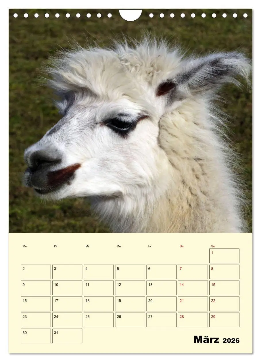 Bild: 9783516390537 | Alpakas erleben (Wandkalender 2026 DIN A4 hoch), CALVENDO...