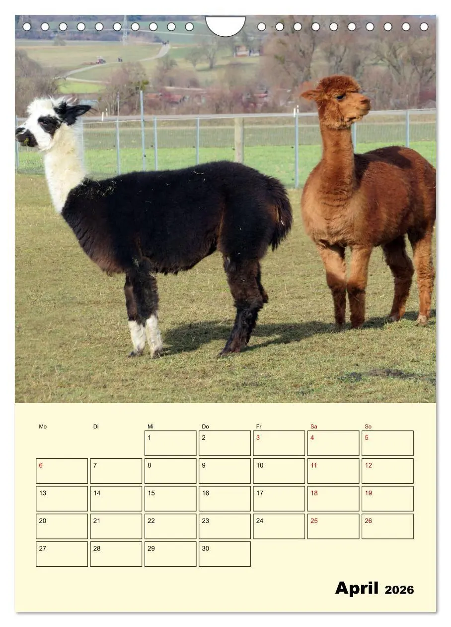 Bild: 9783516390537 | Alpakas erleben (Wandkalender 2026 DIN A4 hoch), CALVENDO...