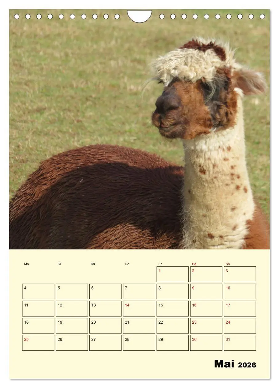 Bild: 9783516390537 | Alpakas erleben (Wandkalender 2026 DIN A4 hoch), CALVENDO...