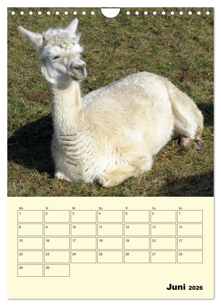 Bild: 9783516390537 | Alpakas erleben (Wandkalender 2026 DIN A4 hoch), CALVENDO...