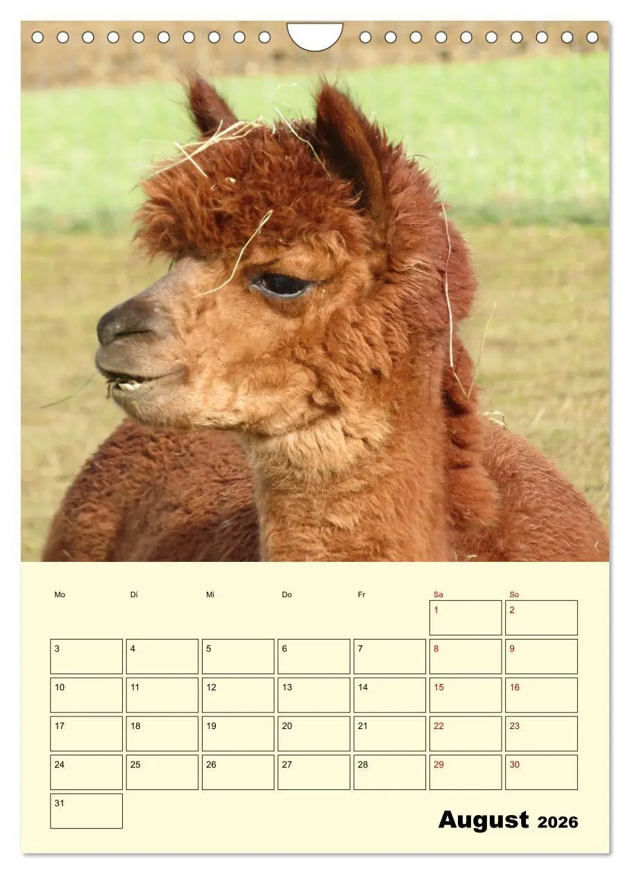 Bild: 9783516390537 | Alpakas erleben (Wandkalender 2026 DIN A4 hoch), CALVENDO...