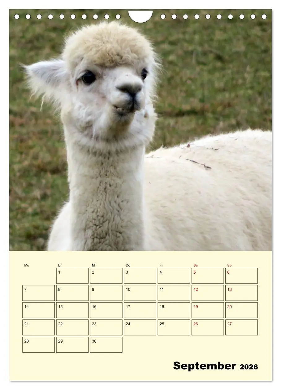 Bild: 9783516390537 | Alpakas erleben (Wandkalender 2026 DIN A4 hoch), CALVENDO...