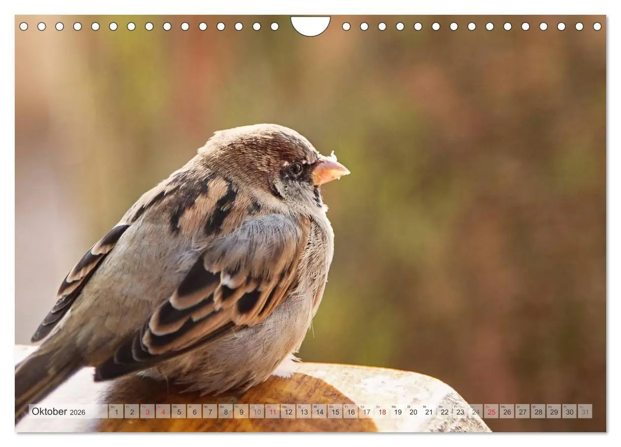 Bild: 9783516070637 | NATUR PUR Heimische Singvögel (Wandkalender 2026 DIN A4 quer),...