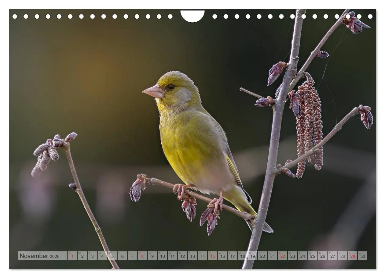 Bild: 9783516070637 | NATUR PUR Heimische Singvögel (Wandkalender 2026 DIN A4 quer),...