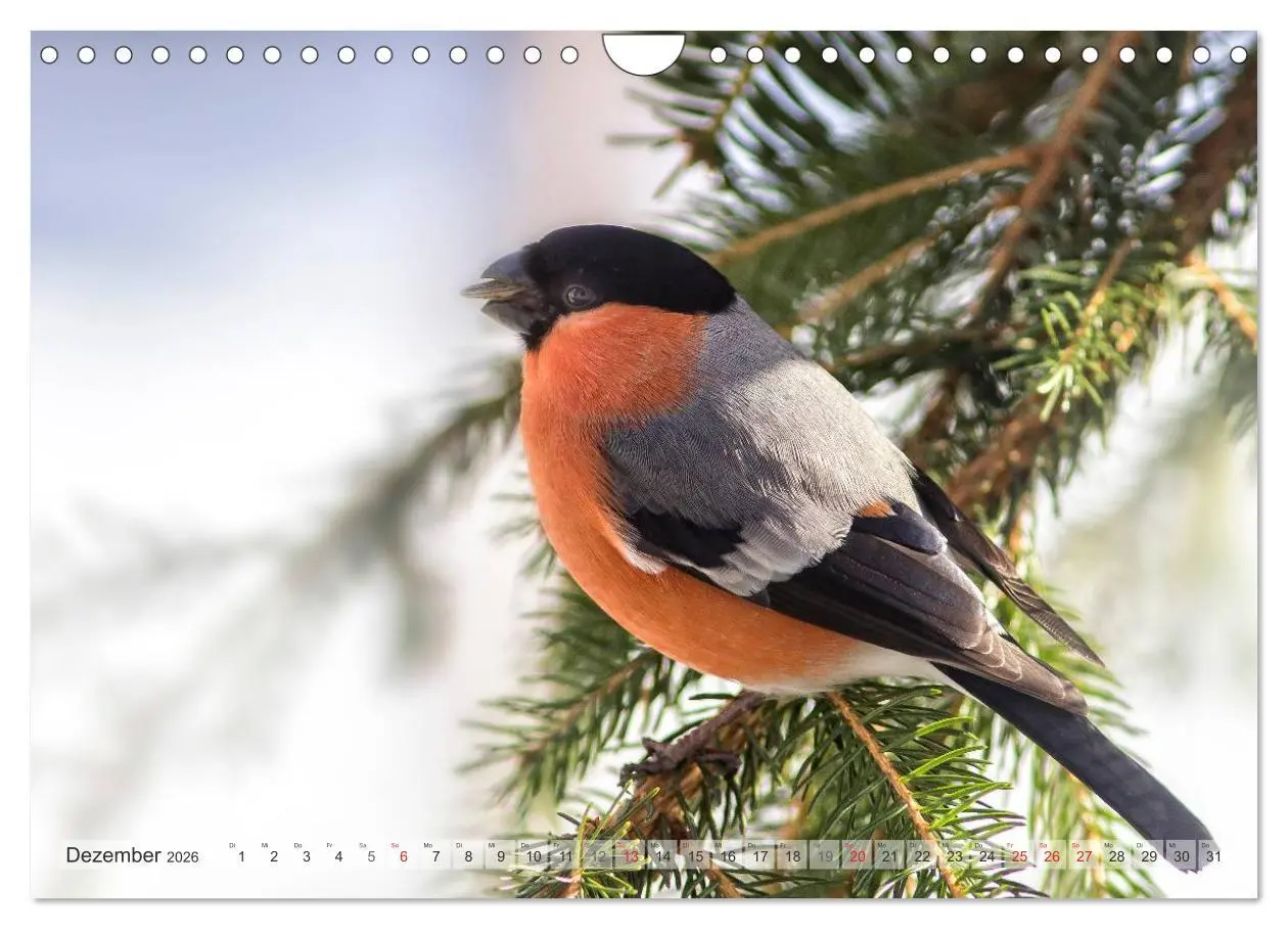 Bild: 9783516070637 | NATUR PUR Heimische Singvögel (Wandkalender 2026 DIN A4 quer),...