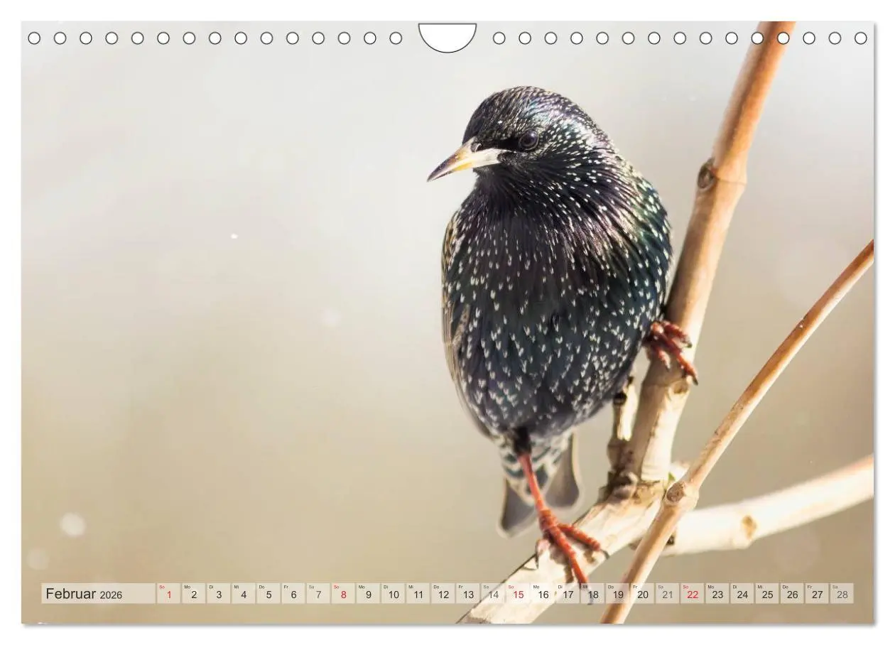 Bild: 9783516070637 | NATUR PUR Heimische Singvögel (Wandkalender 2026 DIN A4 quer),...
