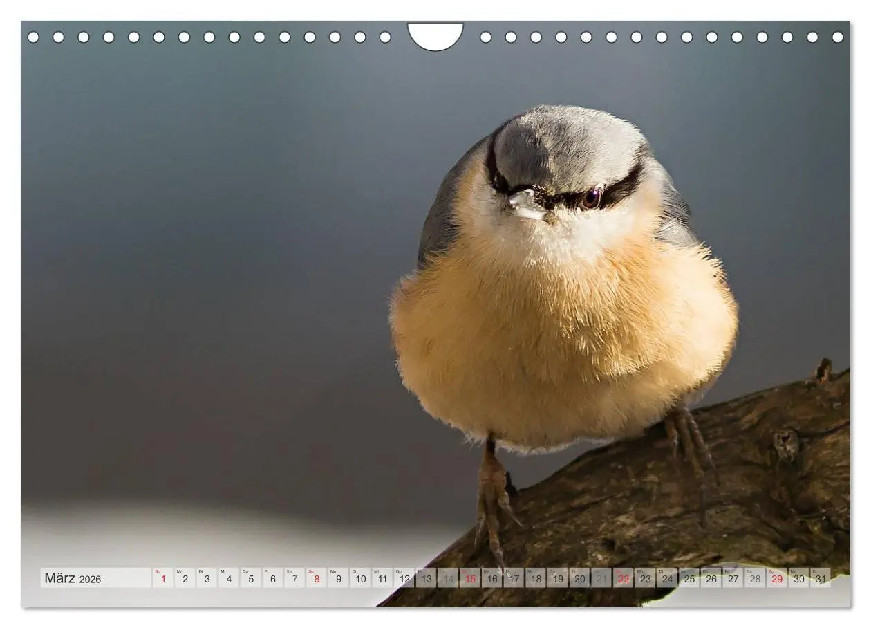 Bild: 9783516070637 | NATUR PUR Heimische Singvögel (Wandkalender 2026 DIN A4 quer),...