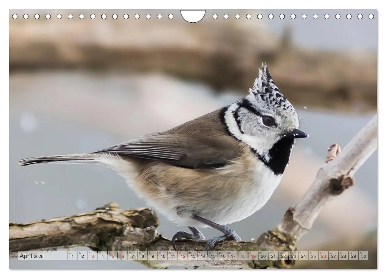 Bild: 9783516070637 | NATUR PUR Heimische Singvögel (Wandkalender 2026 DIN A4 quer),...