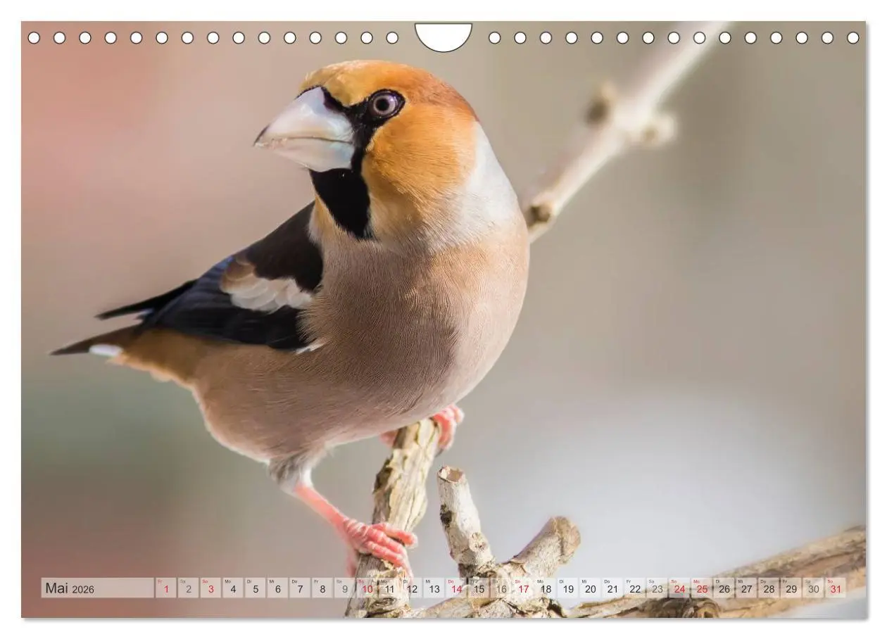 Bild: 9783516070637 | NATUR PUR Heimische Singvögel (Wandkalender 2026 DIN A4 quer),...