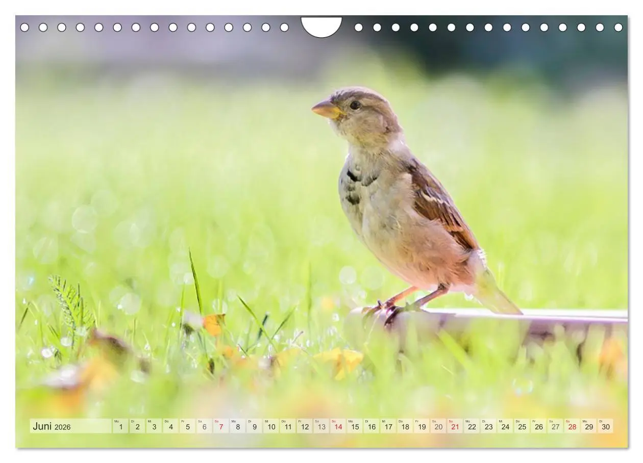 Bild: 9783516070637 | NATUR PUR Heimische Singvögel (Wandkalender 2026 DIN A4 quer),...