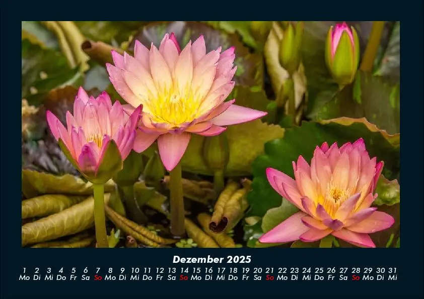 Bild: 9783755970637 | Rosen-Kalender 2025 Fotokalender DIN A4 | Tobias Becker | Kalender