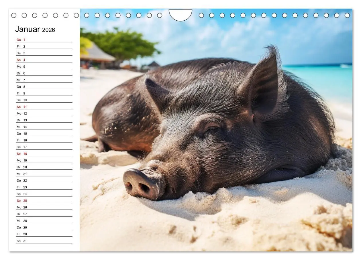 Bild: 9783457350737 | Schweinereien in der Karibik. Sonne und Spaß mit schwimmenden...