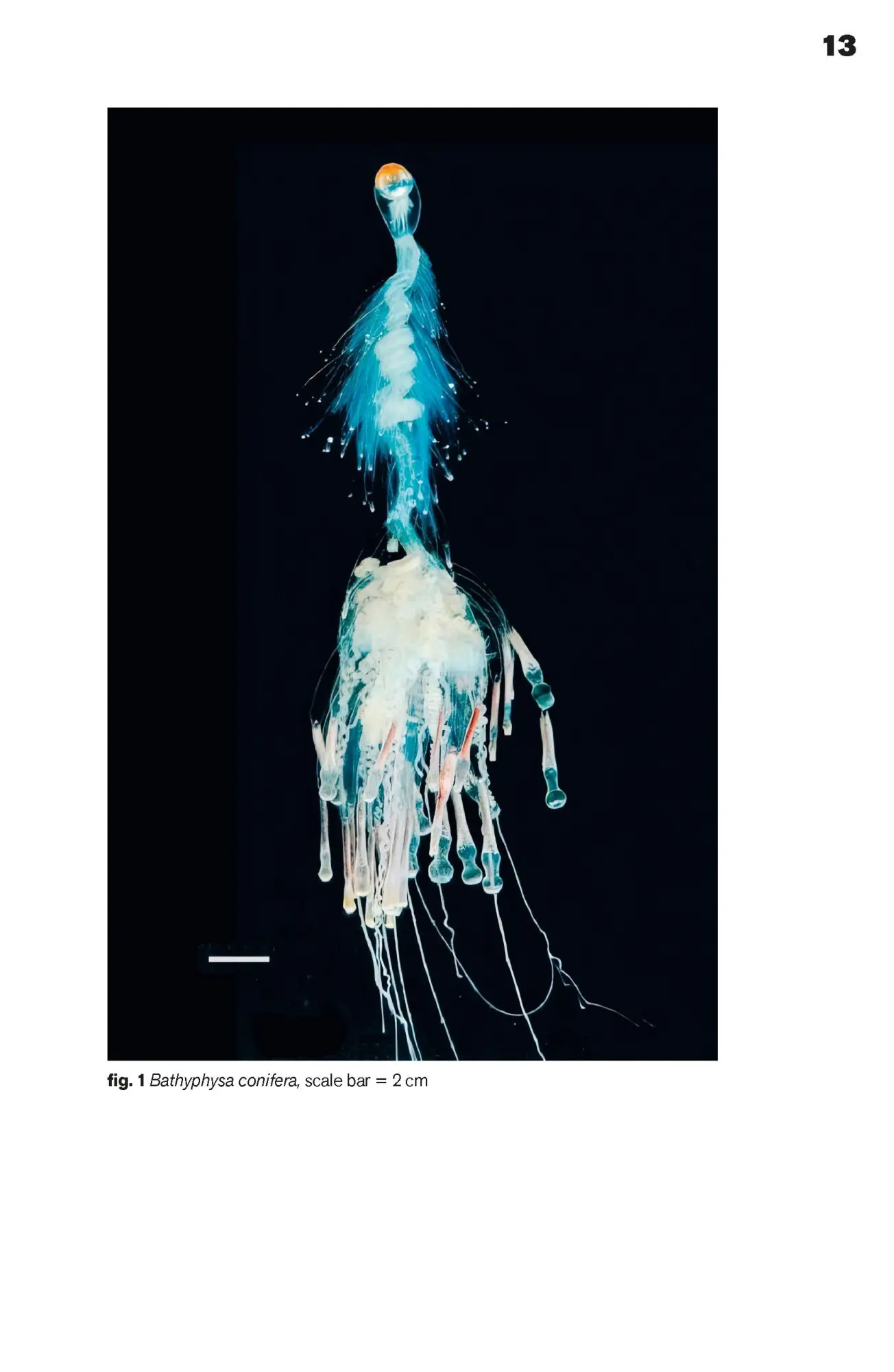 Bild: 9783689240837 | Calabash Nebula | Claudia Banz (u. a.) | Taschenbuch | 65 S. | 2025