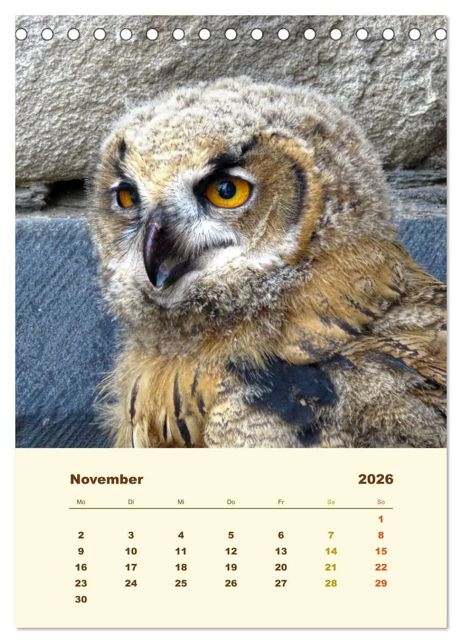 Bild: 9783516350937 | Uhu, die Faszination bernsteinfarbener Augen (Tischkalender 2026...