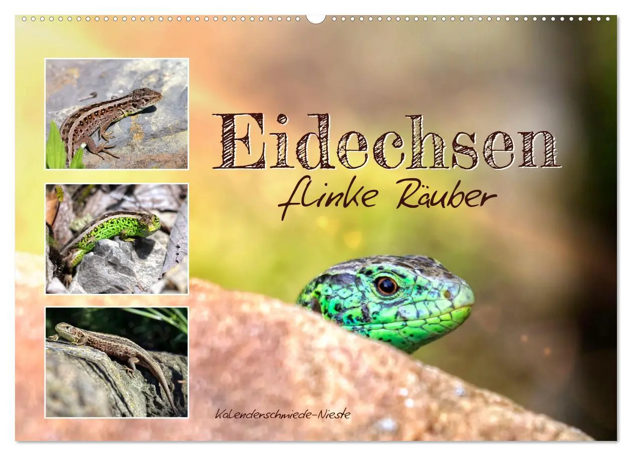 Cover: 9783457911037 | Eidechsen, flinke Räuber (Wandkalender 2026 DIN A2 quer), CALVENDO...