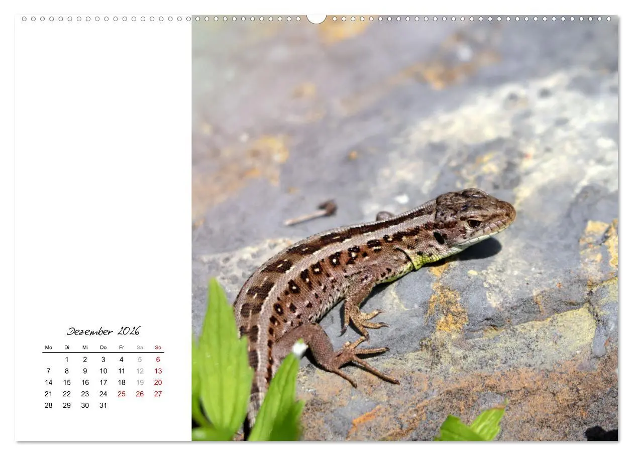 Bild: 9783457911037 | Eidechsen, flinke Räuber (Wandkalender 2026 DIN A2 quer), CALVENDO...