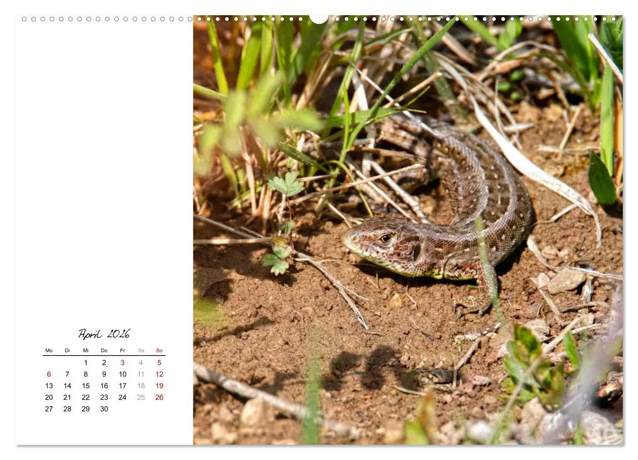 Bild: 9783457911037 | Eidechsen, flinke Räuber (Wandkalender 2026 DIN A2 quer), CALVENDO...