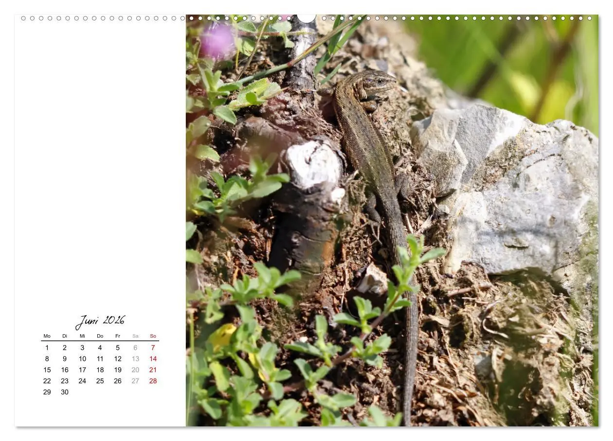 Bild: 9783457911037 | Eidechsen, flinke Räuber (Wandkalender 2026 DIN A2 quer), CALVENDO...