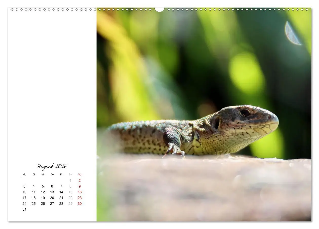 Bild: 9783457911037 | Eidechsen, flinke Räuber (Wandkalender 2026 DIN A2 quer), CALVENDO...