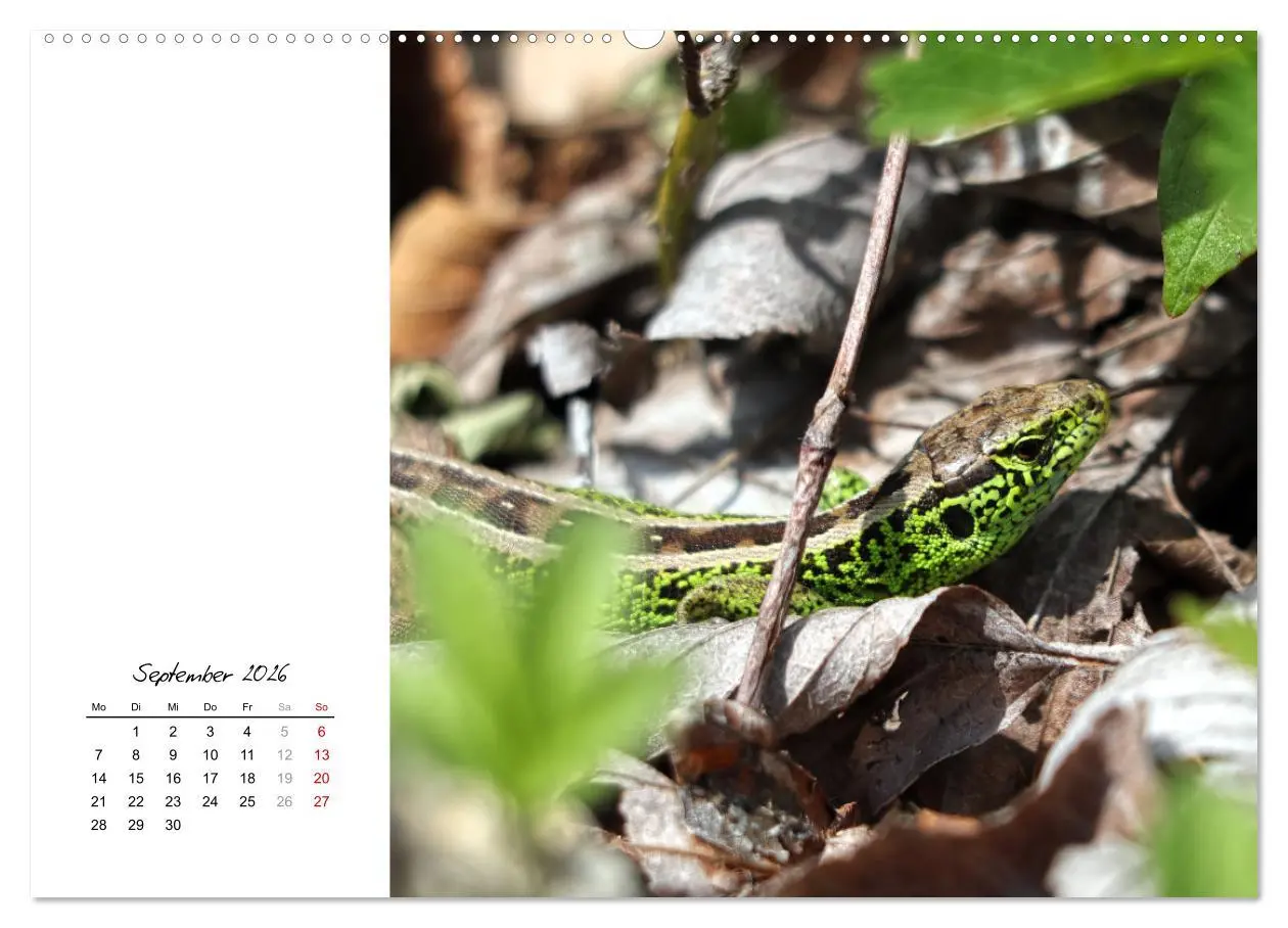 Bild: 9783457911037 | Eidechsen, flinke Räuber (Wandkalender 2026 DIN A2 quer), CALVENDO...
