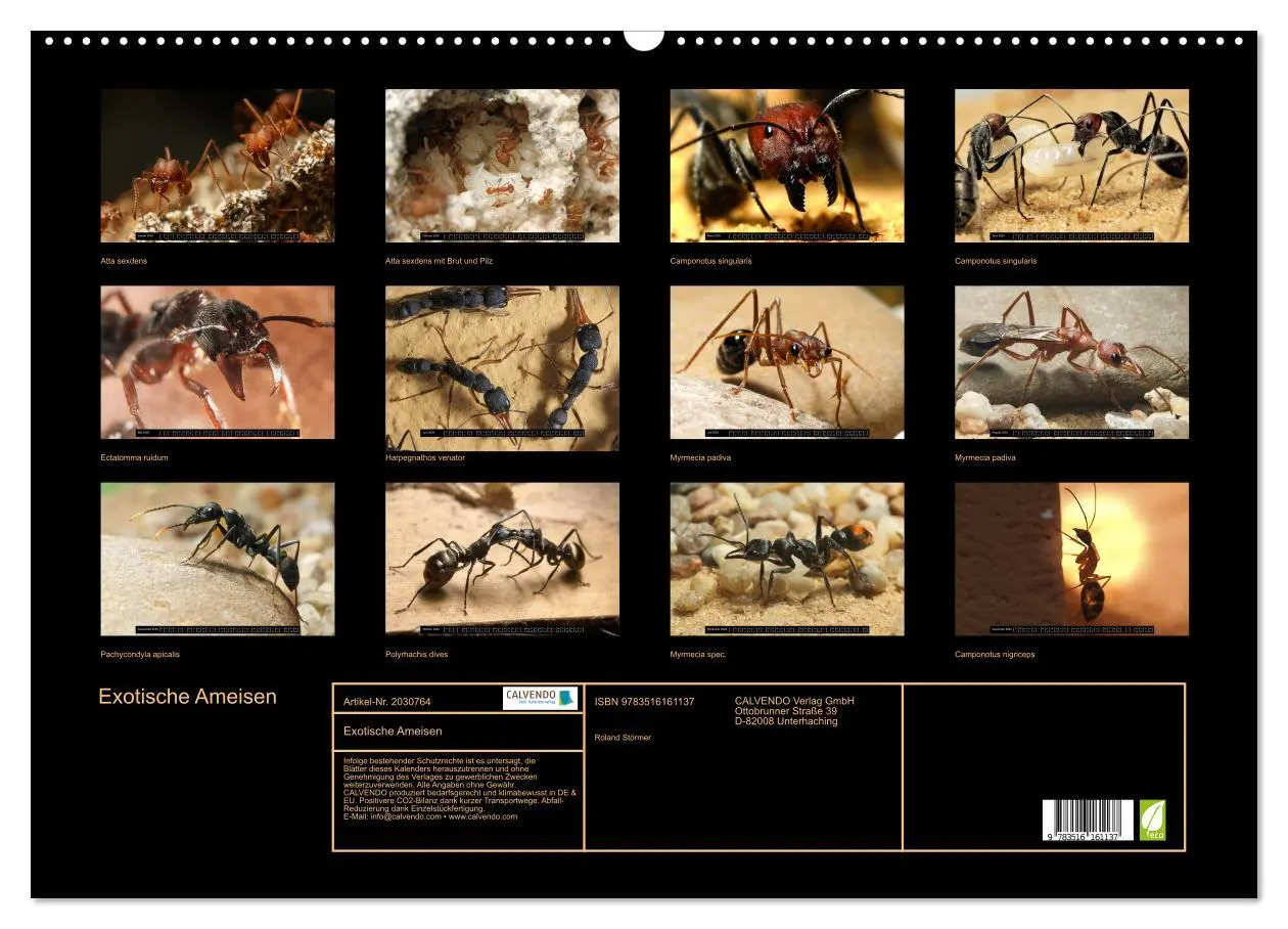 Bild: 9783516161137 | Exotische Ameisen (Wandkalender 2026 DIN A2 quer), CALVENDO...
