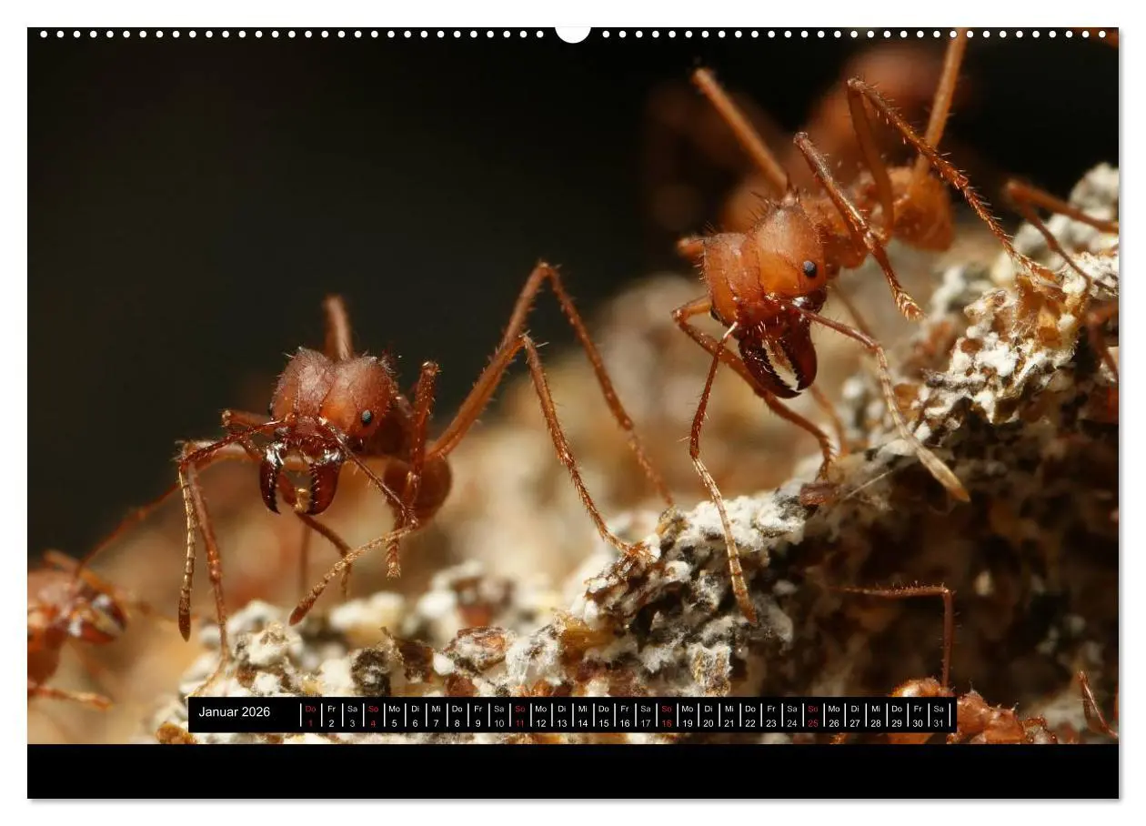 Bild: 9783516161137 | Exotische Ameisen (Wandkalender 2026 DIN A2 quer), CALVENDO...