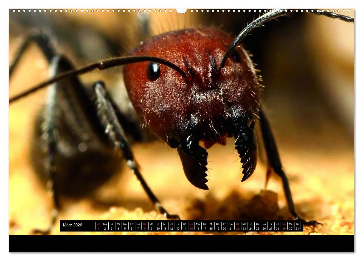 Bild: 9783516161137 | Exotische Ameisen (Wandkalender 2026 DIN A2 quer), CALVENDO...