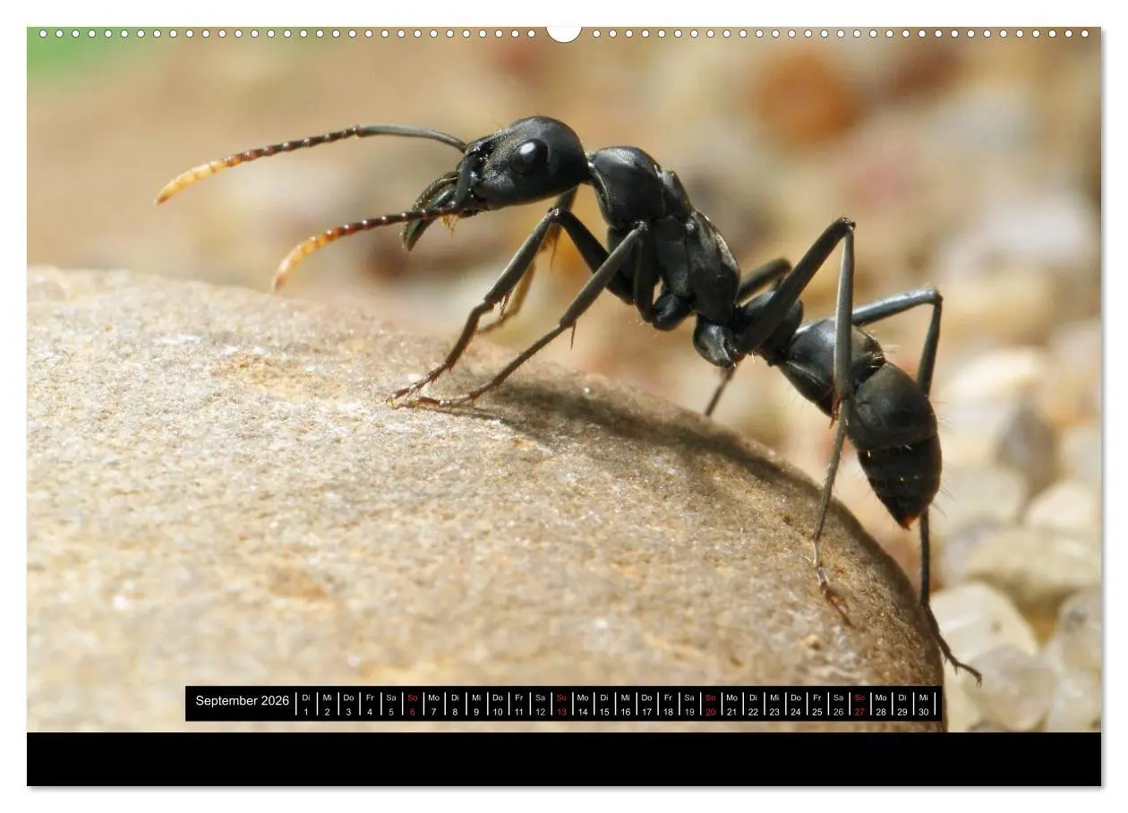 Bild: 9783516161137 | Exotische Ameisen (Wandkalender 2026 DIN A2 quer), CALVENDO...