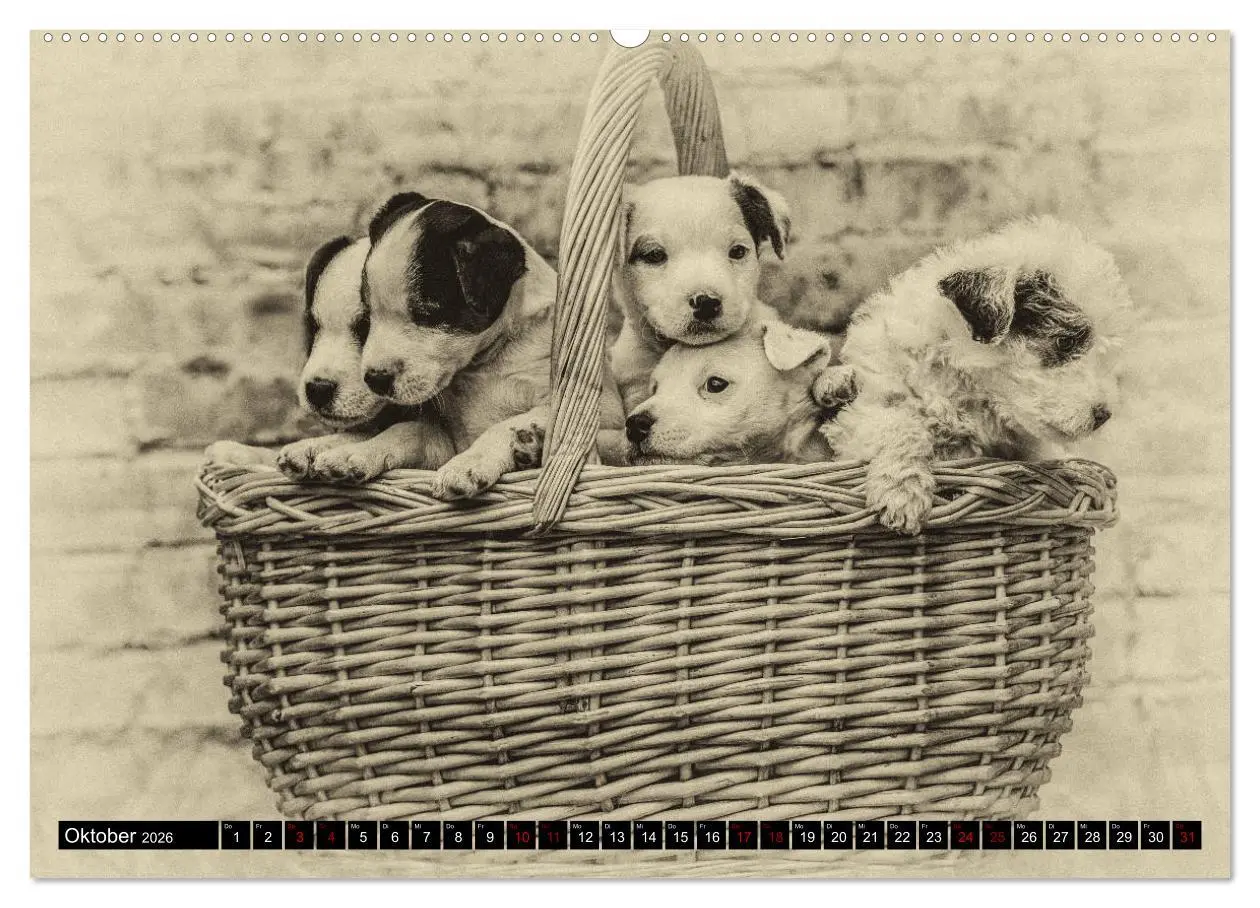 Bild: 9783457751237 | Parson Jack Russel Welpen (hochwertiger Premium Wandkalender 2026...