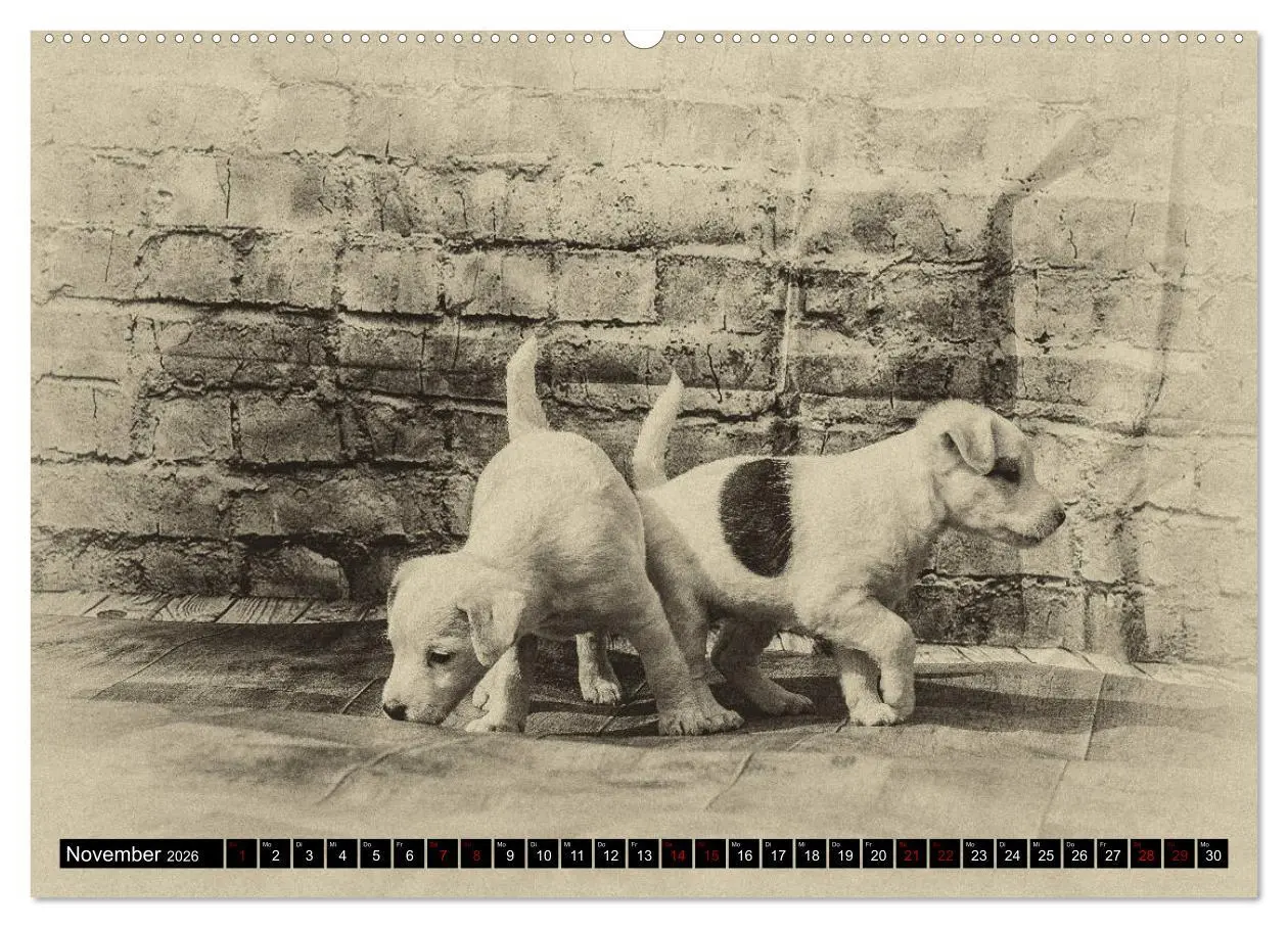 Bild: 9783457751237 | Parson Jack Russel Welpen (hochwertiger Premium Wandkalender 2026...