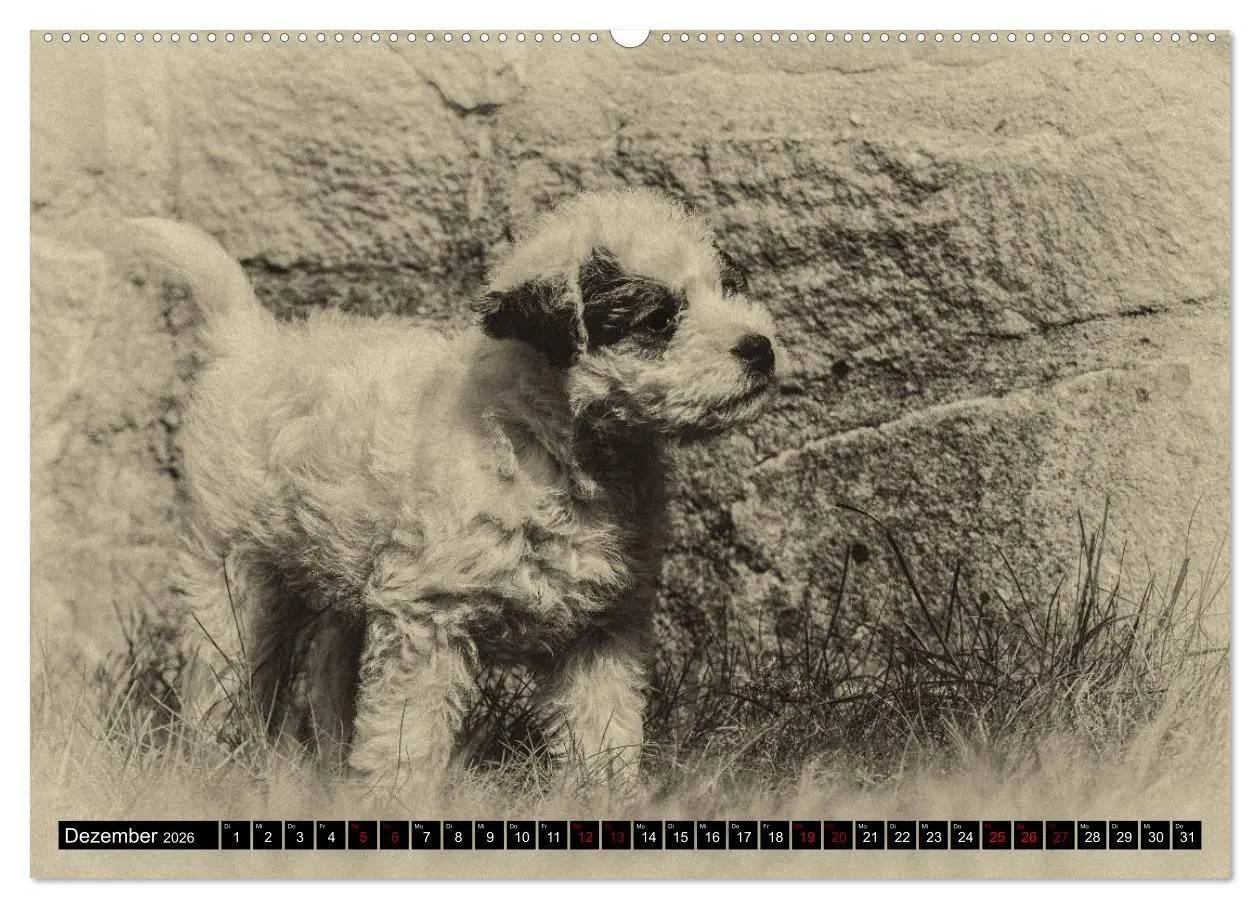 Bild: 9783457751237 | Parson Jack Russel Welpen (hochwertiger Premium Wandkalender 2026...