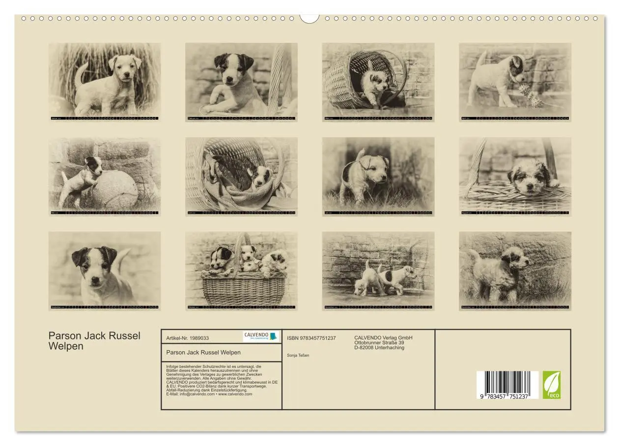 Bild: 9783457751237 | Parson Jack Russel Welpen (hochwertiger Premium Wandkalender 2026...