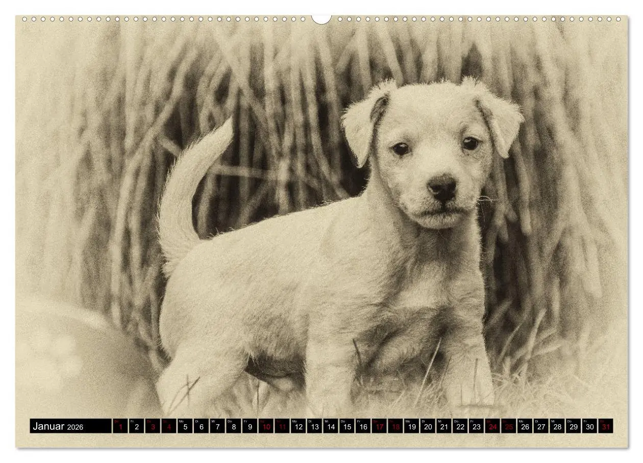 Bild: 9783457751237 | Parson Jack Russel Welpen (hochwertiger Premium Wandkalender 2026...